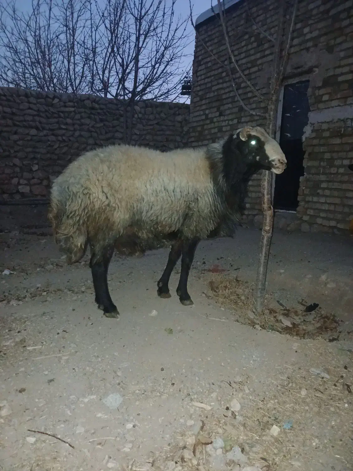 قوچ|حیوانات مزرعه|آبگرم, |دیوار