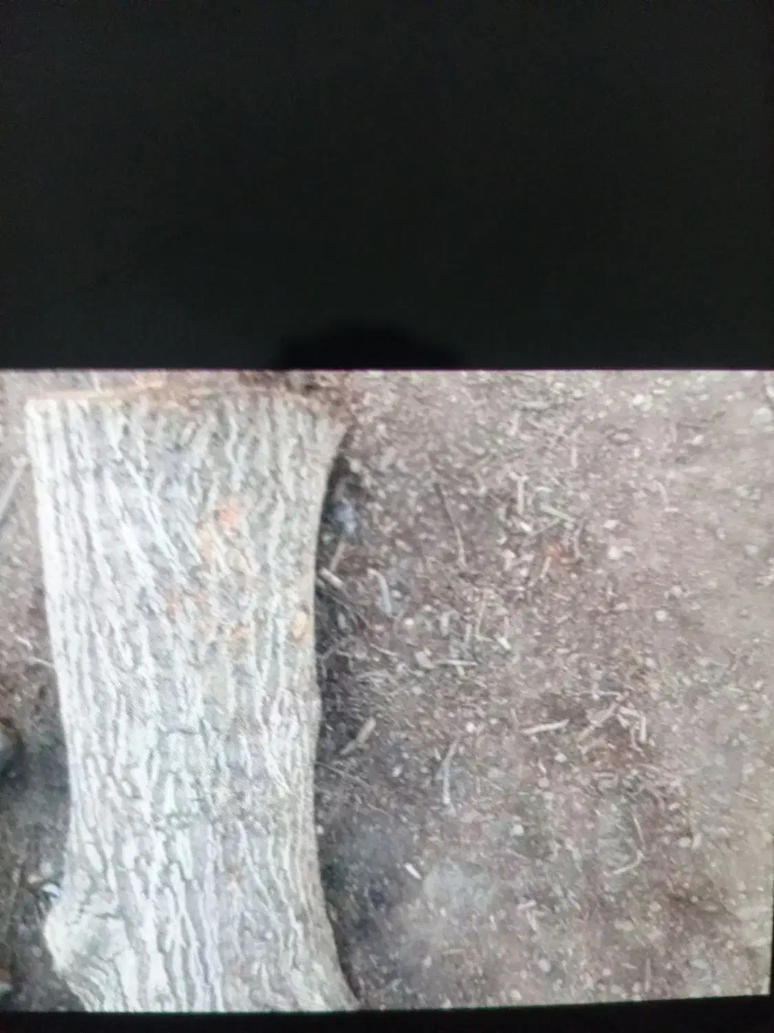 خرید چوب ودرخت|خدمات باغبانی و درختکاری|ارومیه, |دیوار