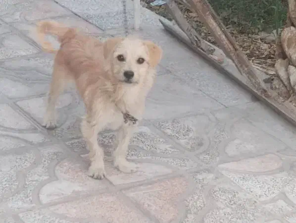 واگذاری سگ|سگ|بم, |دیوار