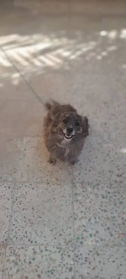 سگ.|سگ|مرودشت, ابوذر شمالی‎|دیوار