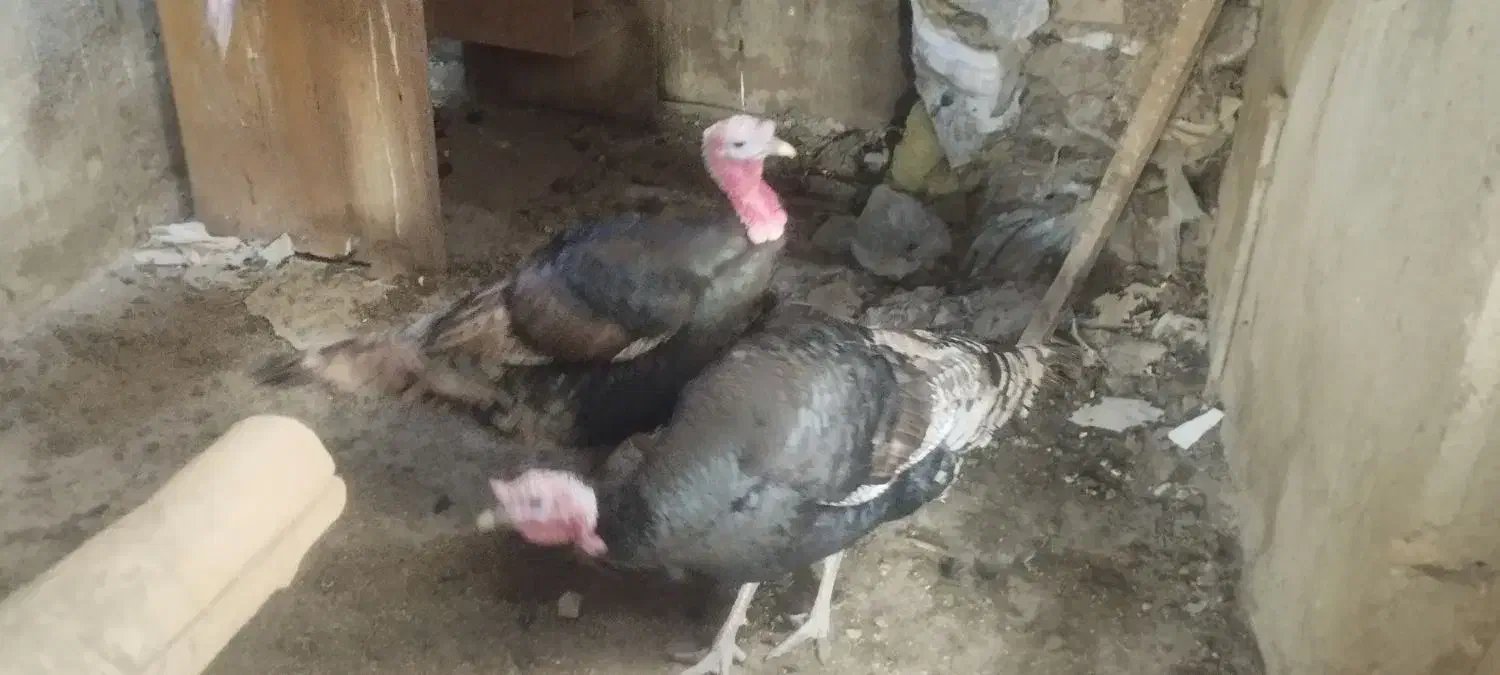 بوقلمون محلی صددر صد ارگانیک|حیوانات مزرعه|مهاباد (آذربایجان غربی), |دیوار