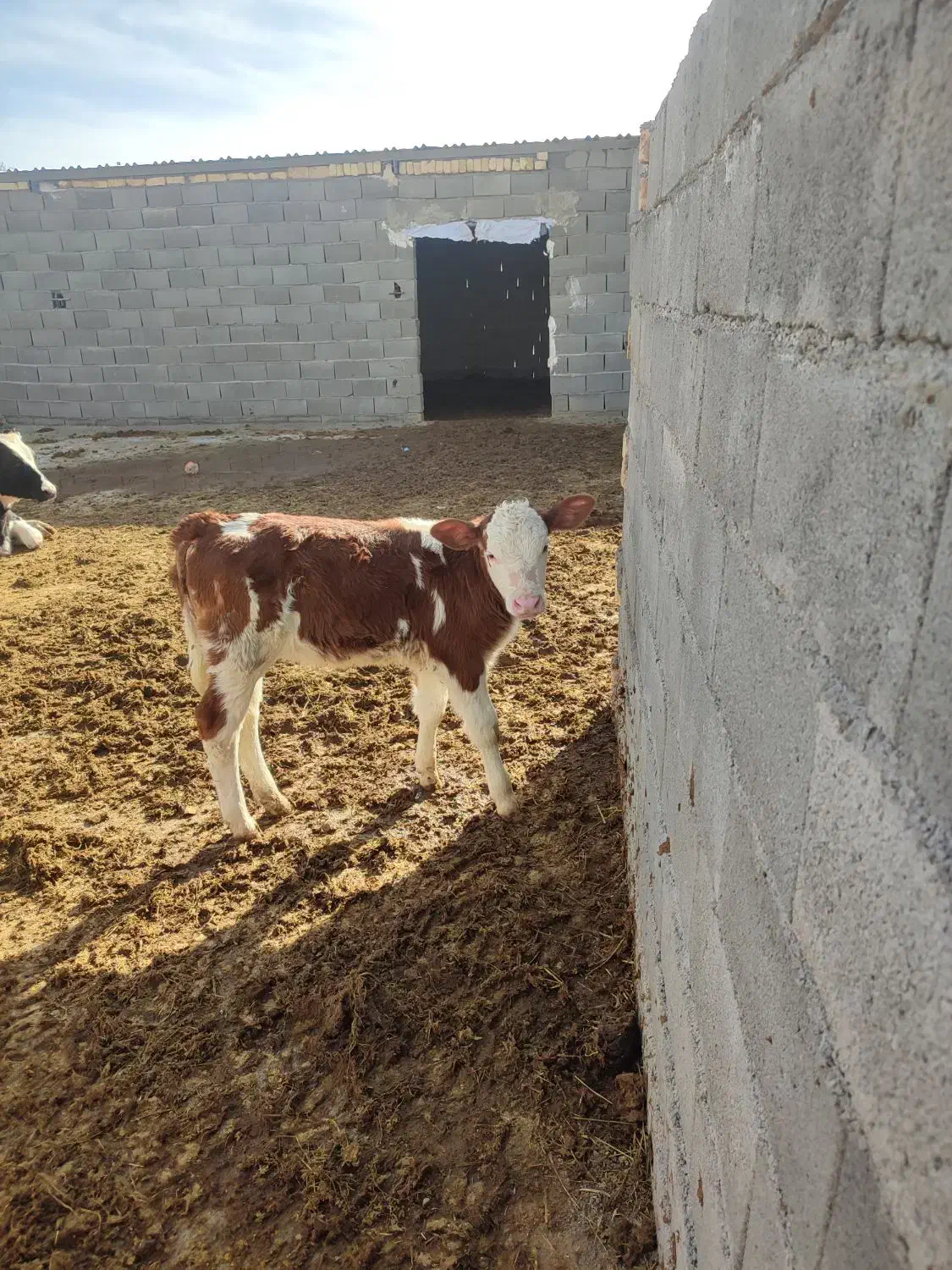 گاو گوساله|حیوانات مزرعه|اسفراین, |دیوار