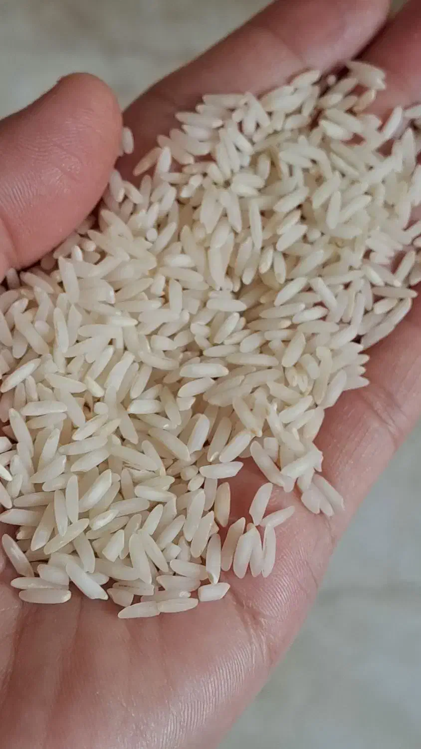 برنج سنگ طارم معطر ومرغوب|خوردنی و آشامیدنی|ساری, |دیوار