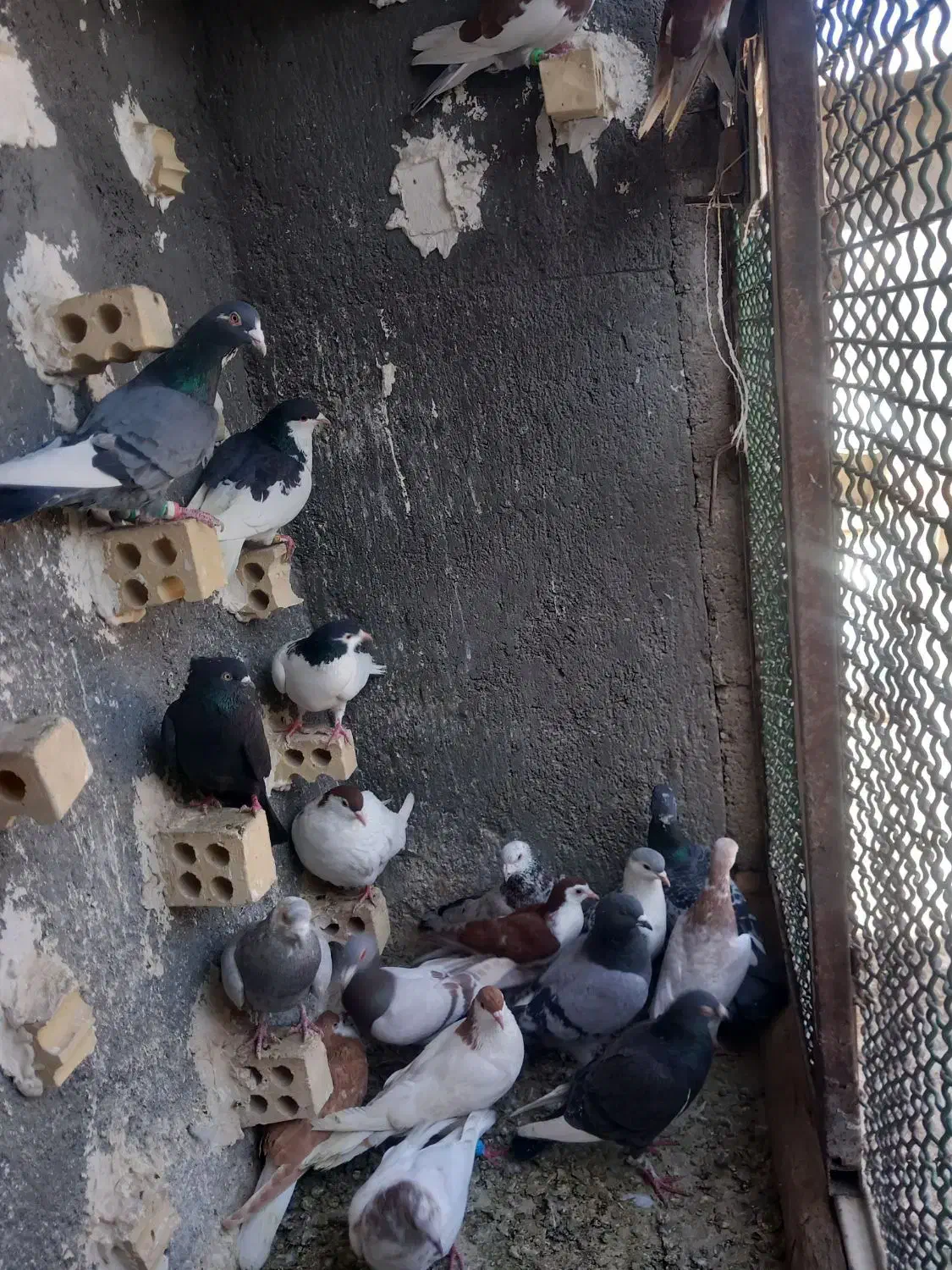 صیدفروشی|حیوانات|مشهد, شهید قربانی|دیوار