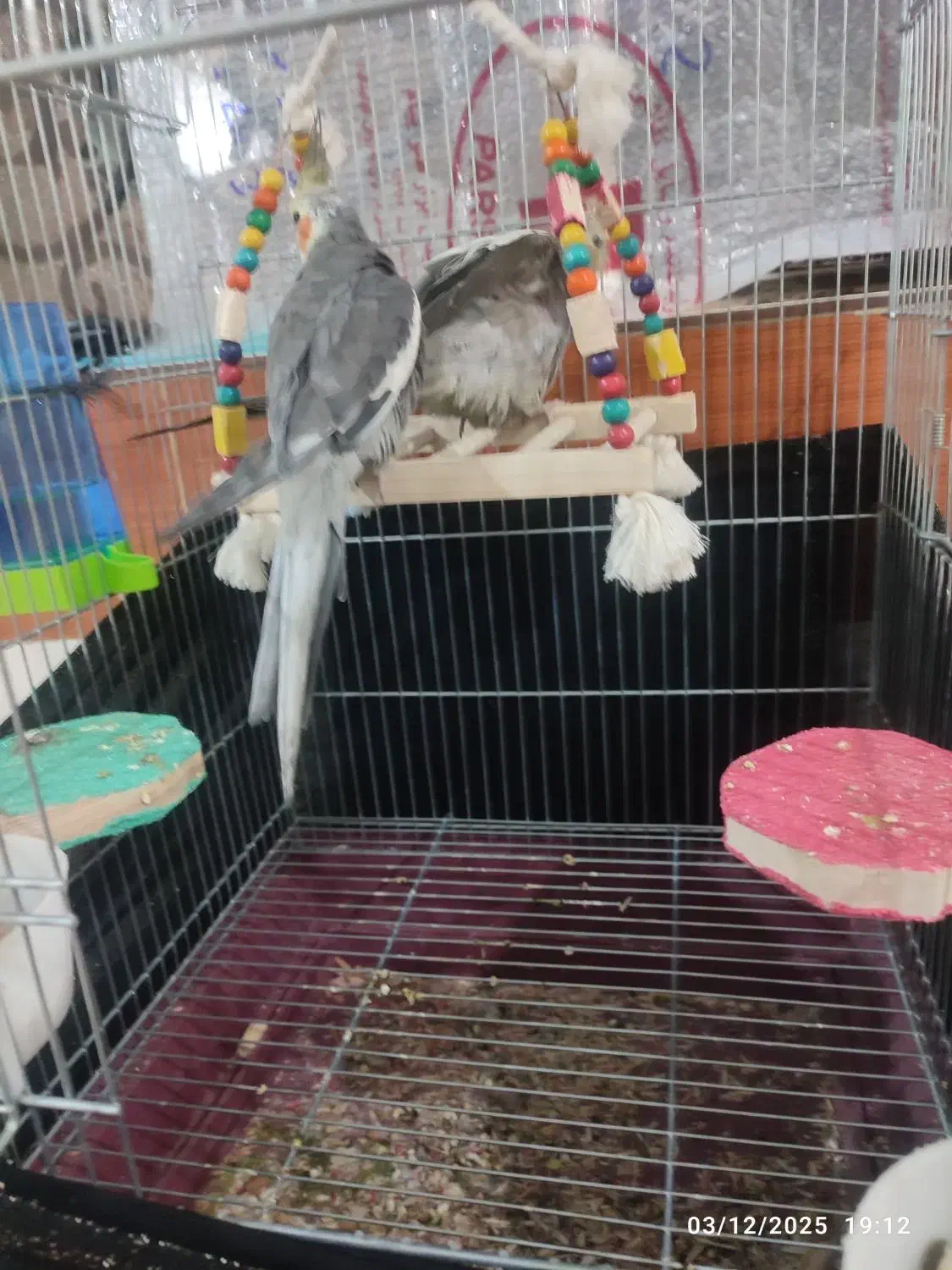 عروی هلندی|پرنده|آبادان, |دیوار