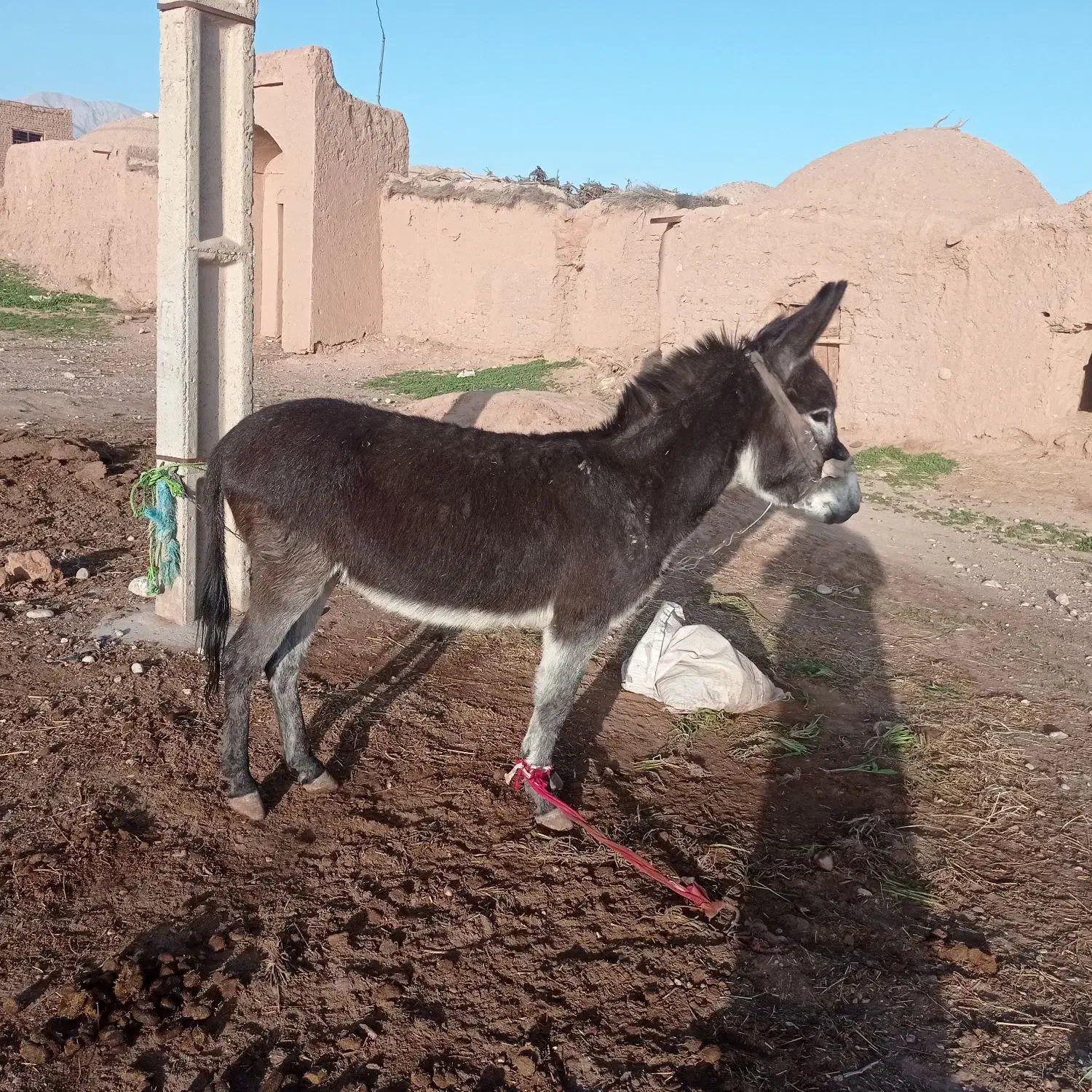 خر نر|حیوانات مزرعه|زیرکوه, |دیوار