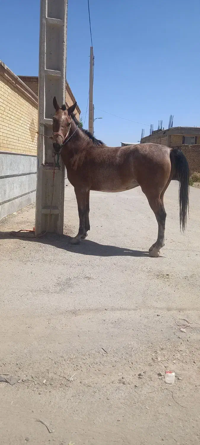 مادیان کورد|اسب و تجهیزات اسبسواری|بروجن, |دیوار