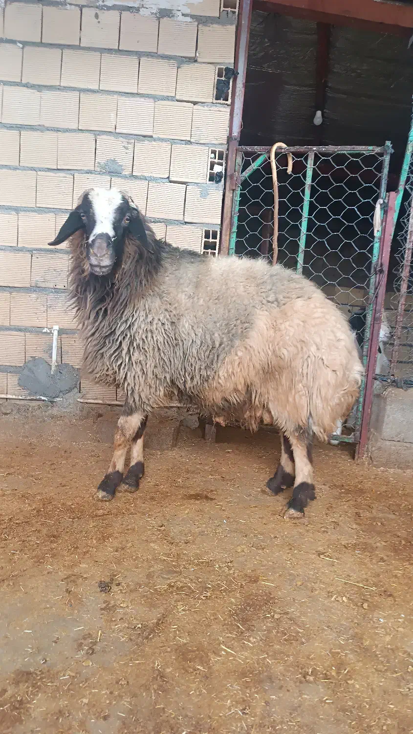 قوچ|حیوانات مزرعه|گیلان غرب, |دیوار