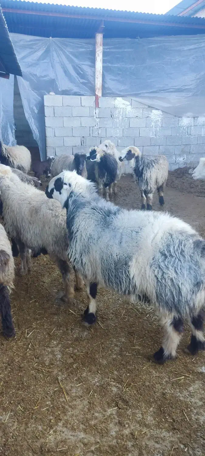 میش داشتی|حیوانات مزرعه|یاسوج, |دیوار