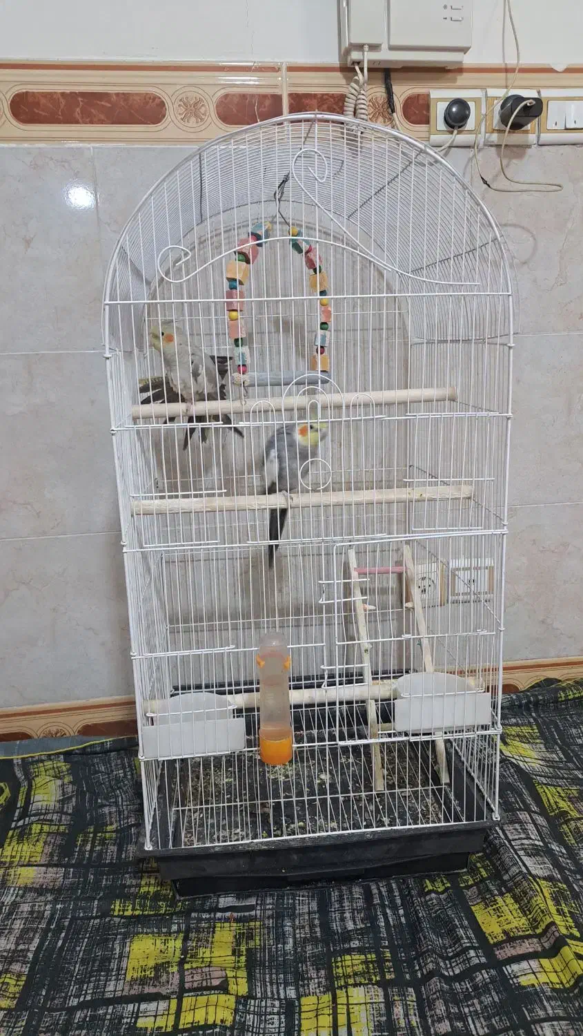 پرندگان|پرنده|شهریار, شهریار|دیوار