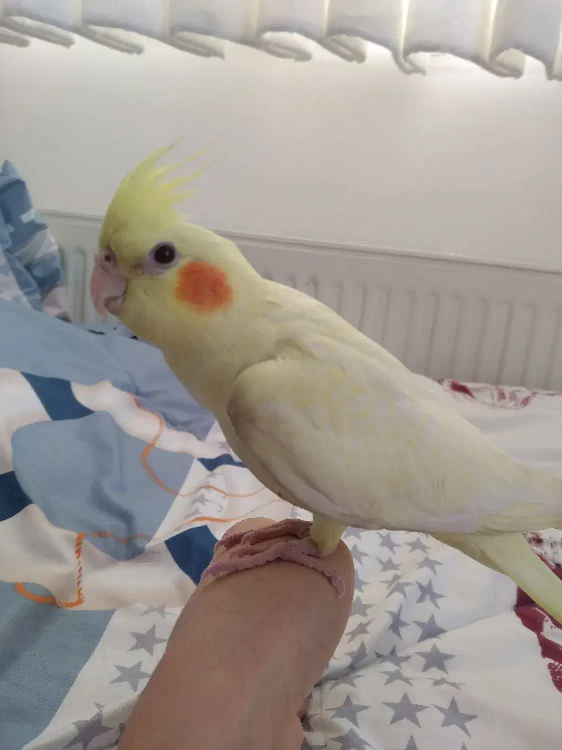 عروس هلندی معاوضه با کتوله برزیلی|پرنده|اراک, |دیوار