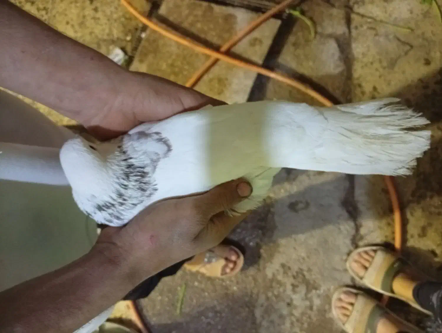 شیخی|پرنده|اهواز, زرگان|دیوار