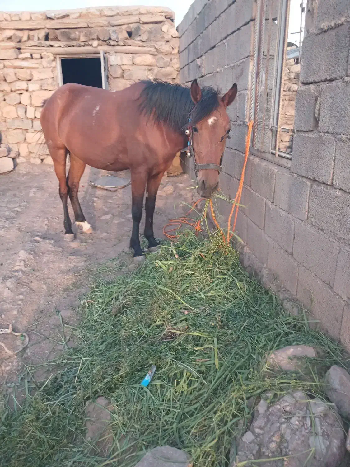 اسب|اسب و تجهیزات اسب‌سواری|چگنی, |دیوار