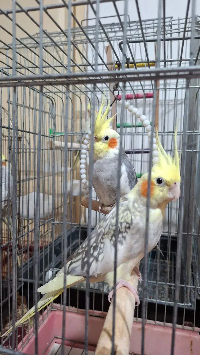 عروس هلندی|پرنده|رشت, پیرکلاچای|دیوار