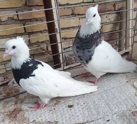 کبوتر‌طوقی|پرنده|یزد, |دیوار