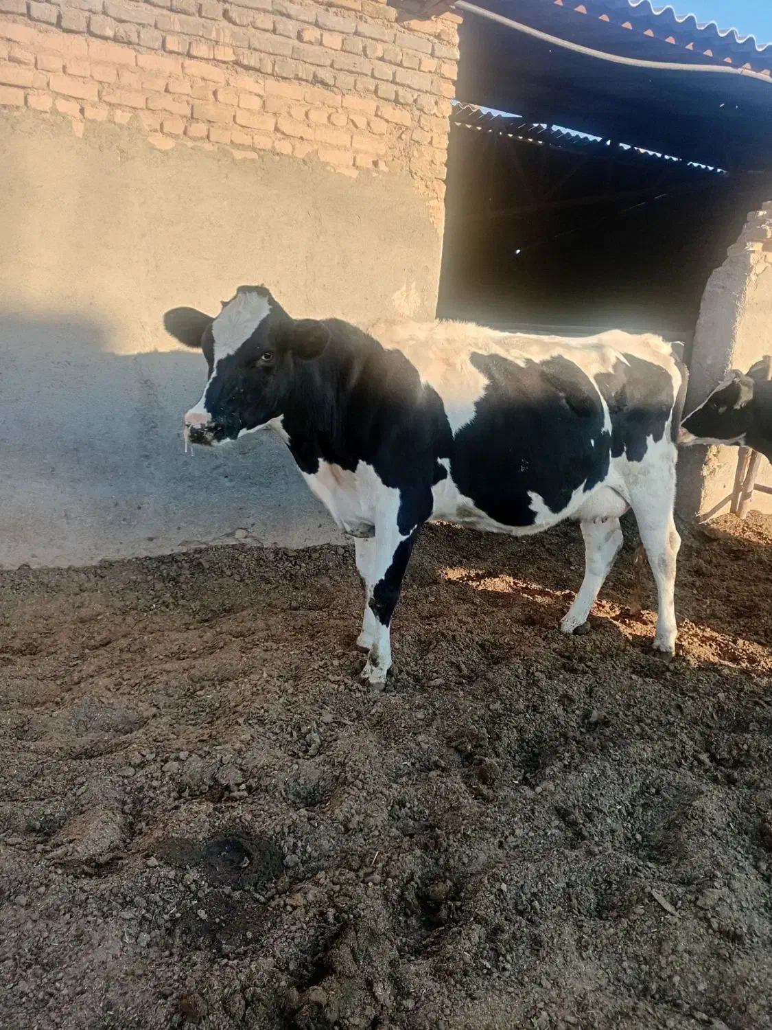 گاو و گوساله|حیوانات مزرعه|تربت جام, معدآباد|دیوار