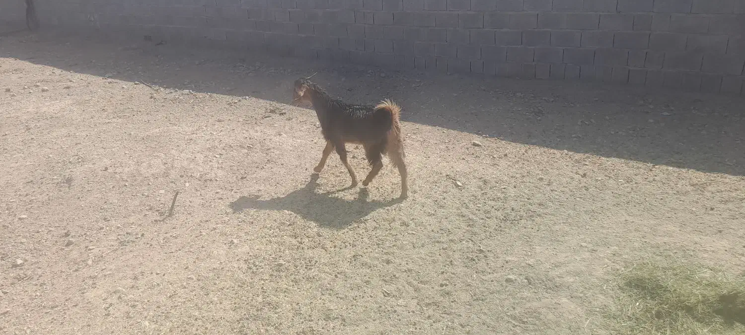 کهره نر|حیوانات مزرعه|داراب, |دیوار