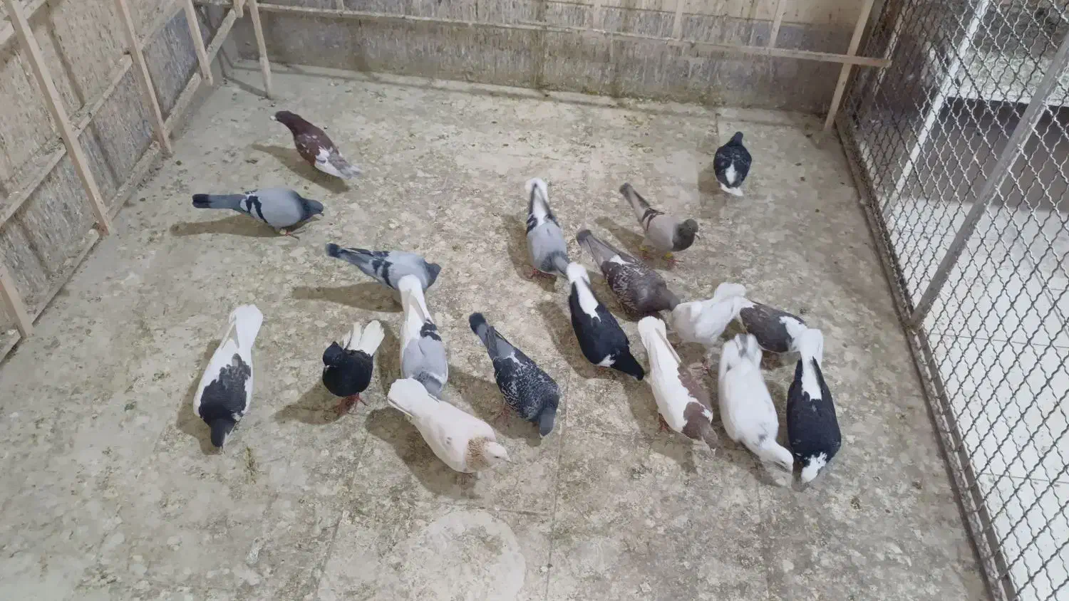 رنگی سیاه پوش|پرنده|اقبالیه, |دیوار