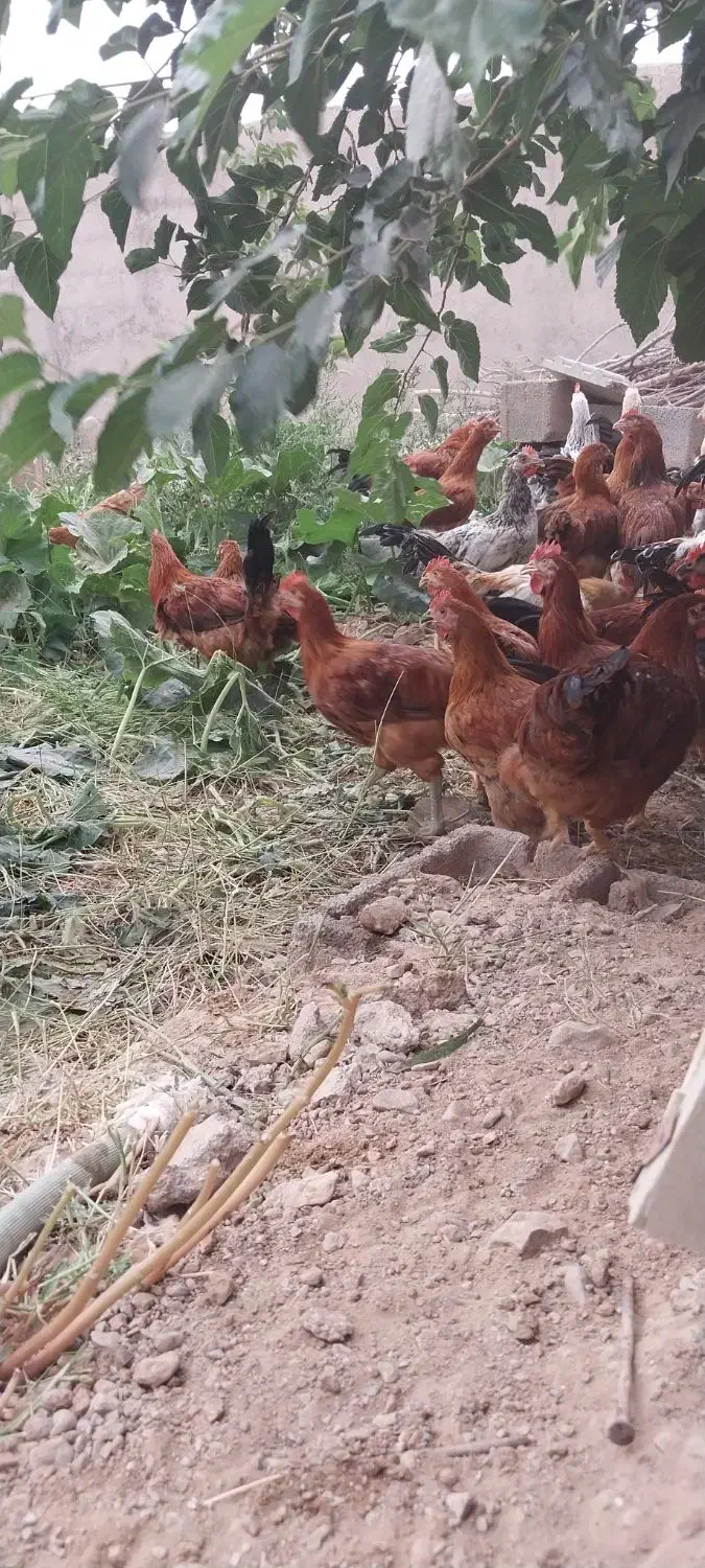 مرغ وخروس مهریز|پرنده|مهریز, |دیوار