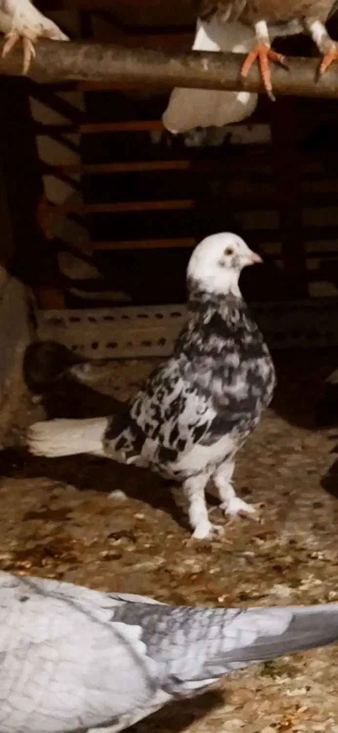 هما شازده|حیوانات|یزد, |دیوار