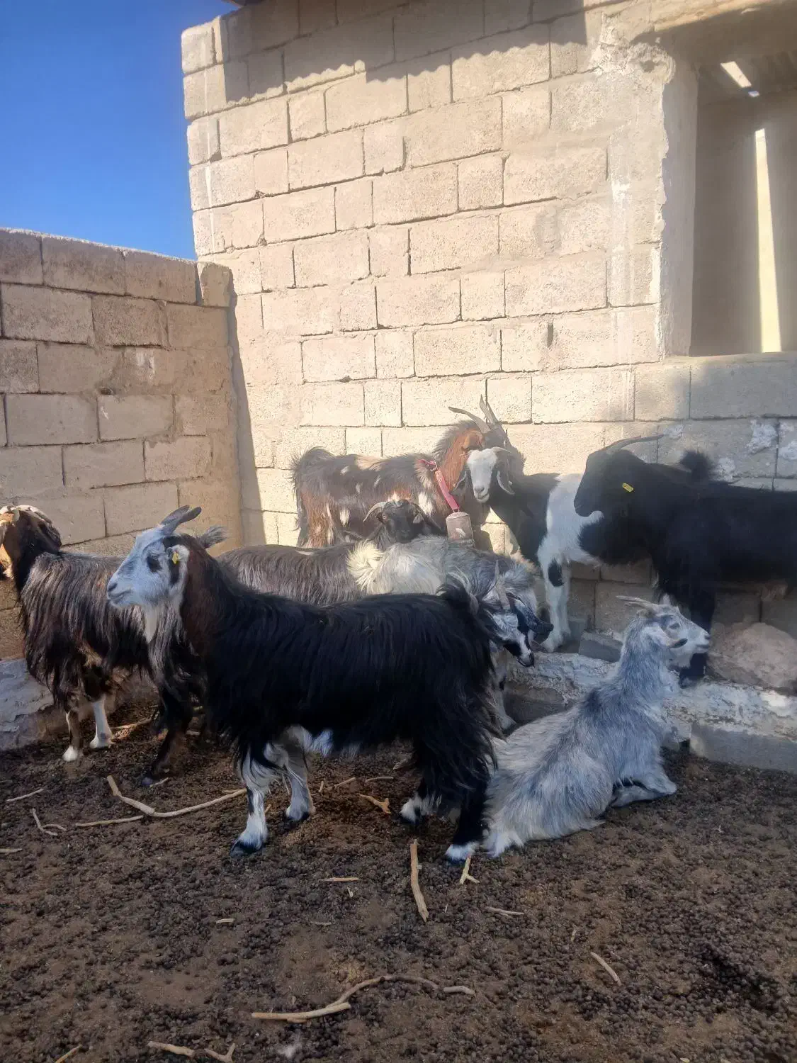 بز داشتی کهره دار|حیوانات مزرعه|اوز, |دیوار