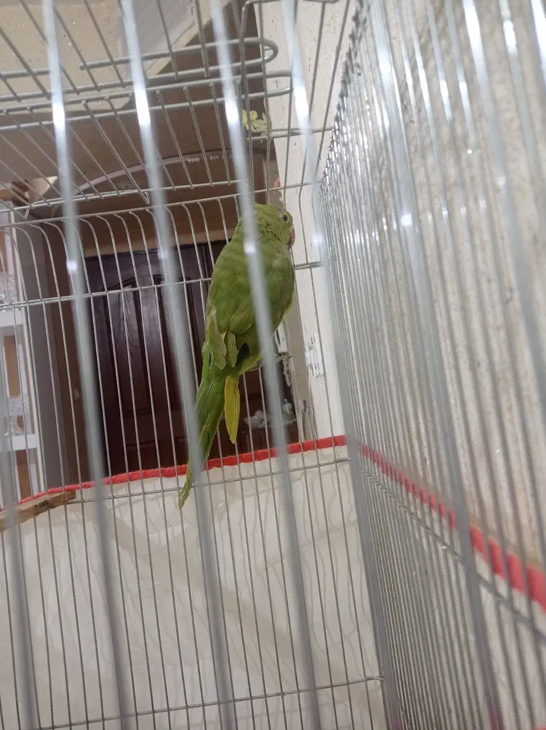 جوجه ملنگو سبز|پرنده|تربت‌حیدریه, شهرک ولیعصر|دیوار