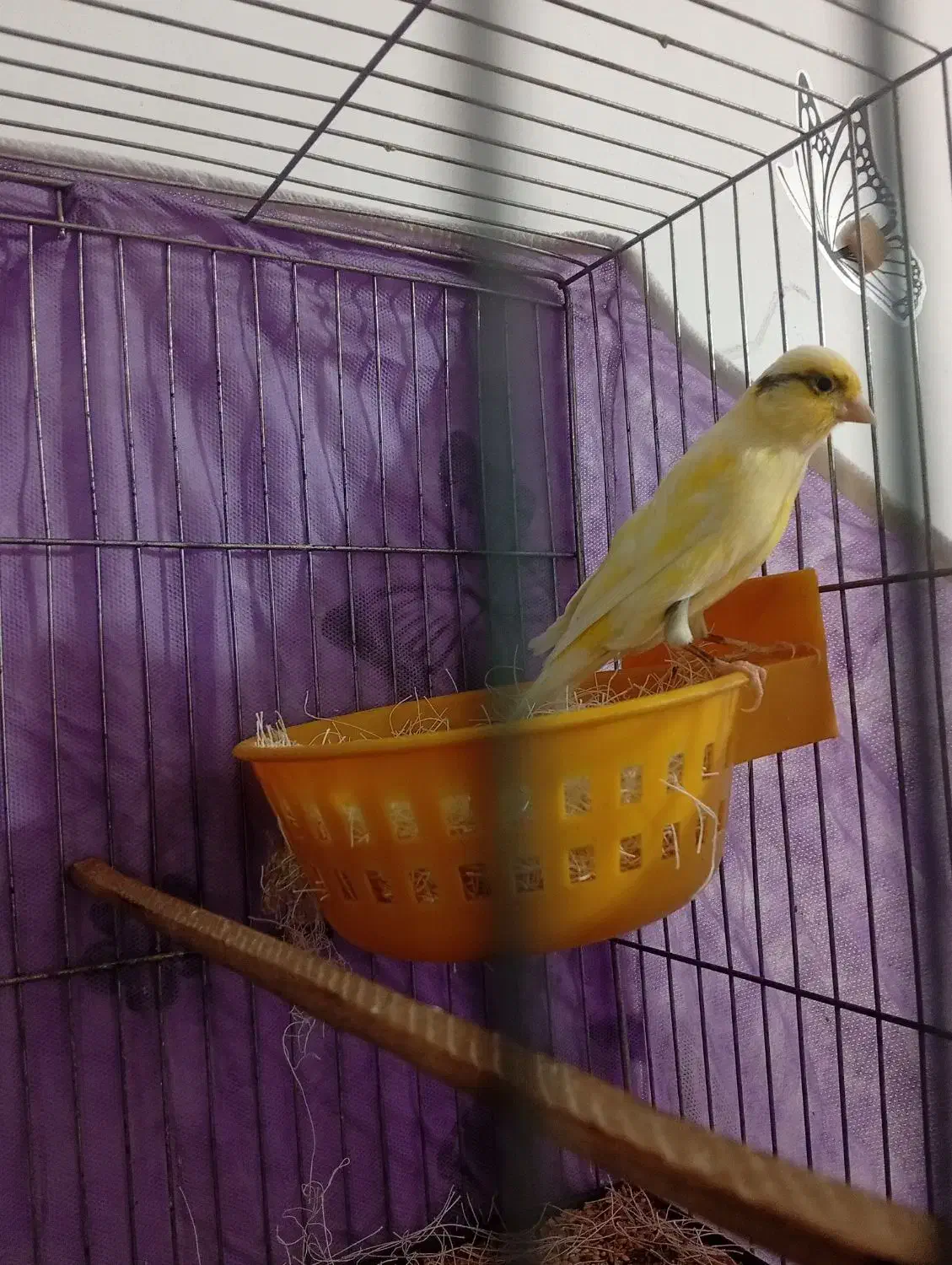 سه تا قناری ماده اماده اماده فروش فوری تا فردا|پرنده|سبزوار, توحیدشهر|دیوار