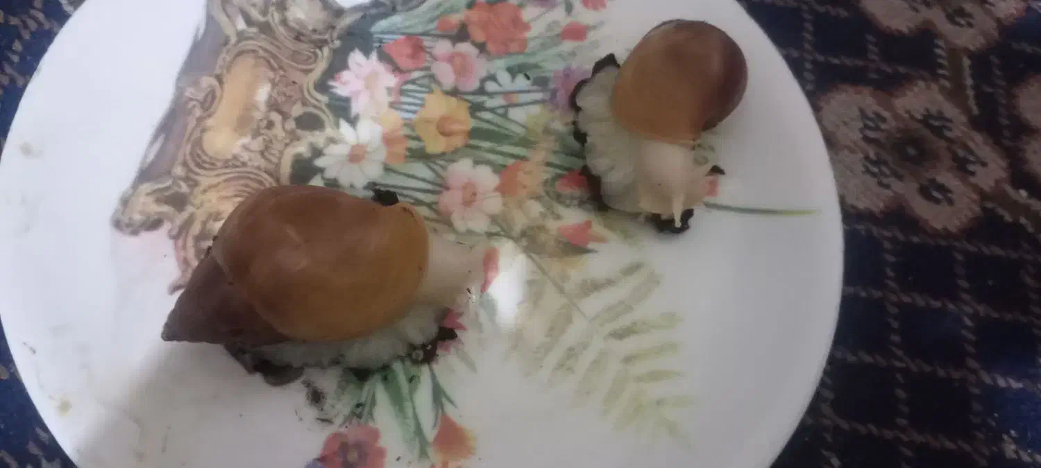 حلزون|خزنده|کرمان, |دیوار