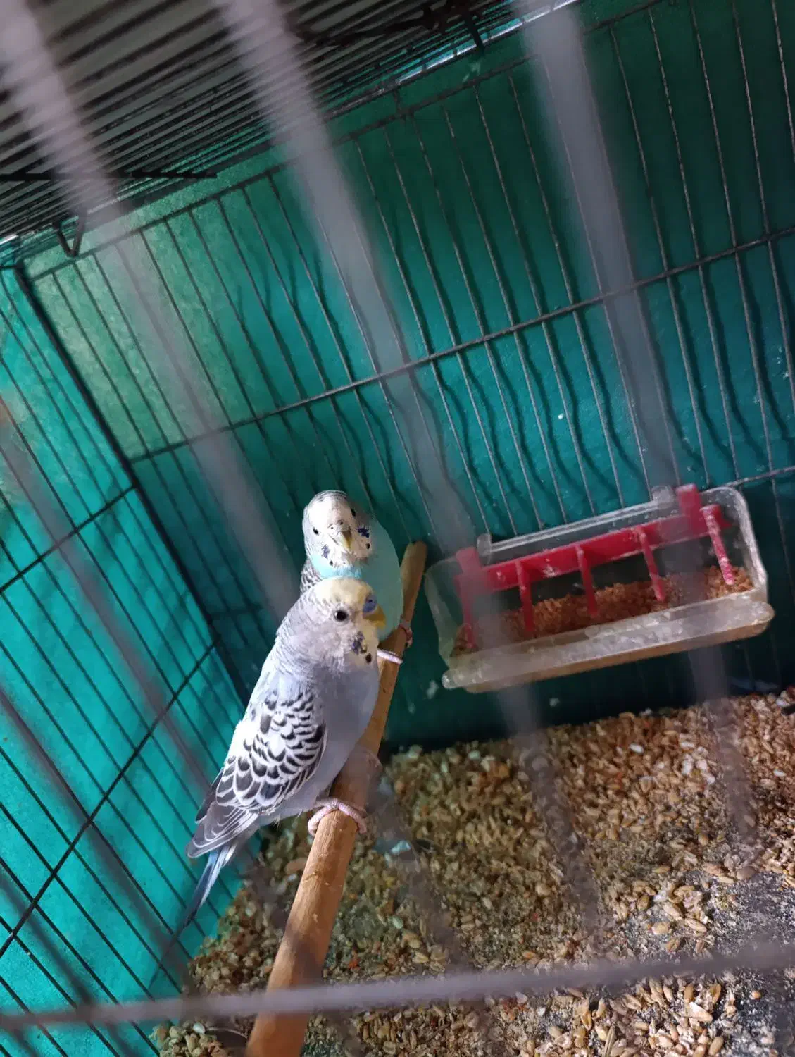 مرغ عشق به ضمانت|پرنده|کرمان, |دیوار