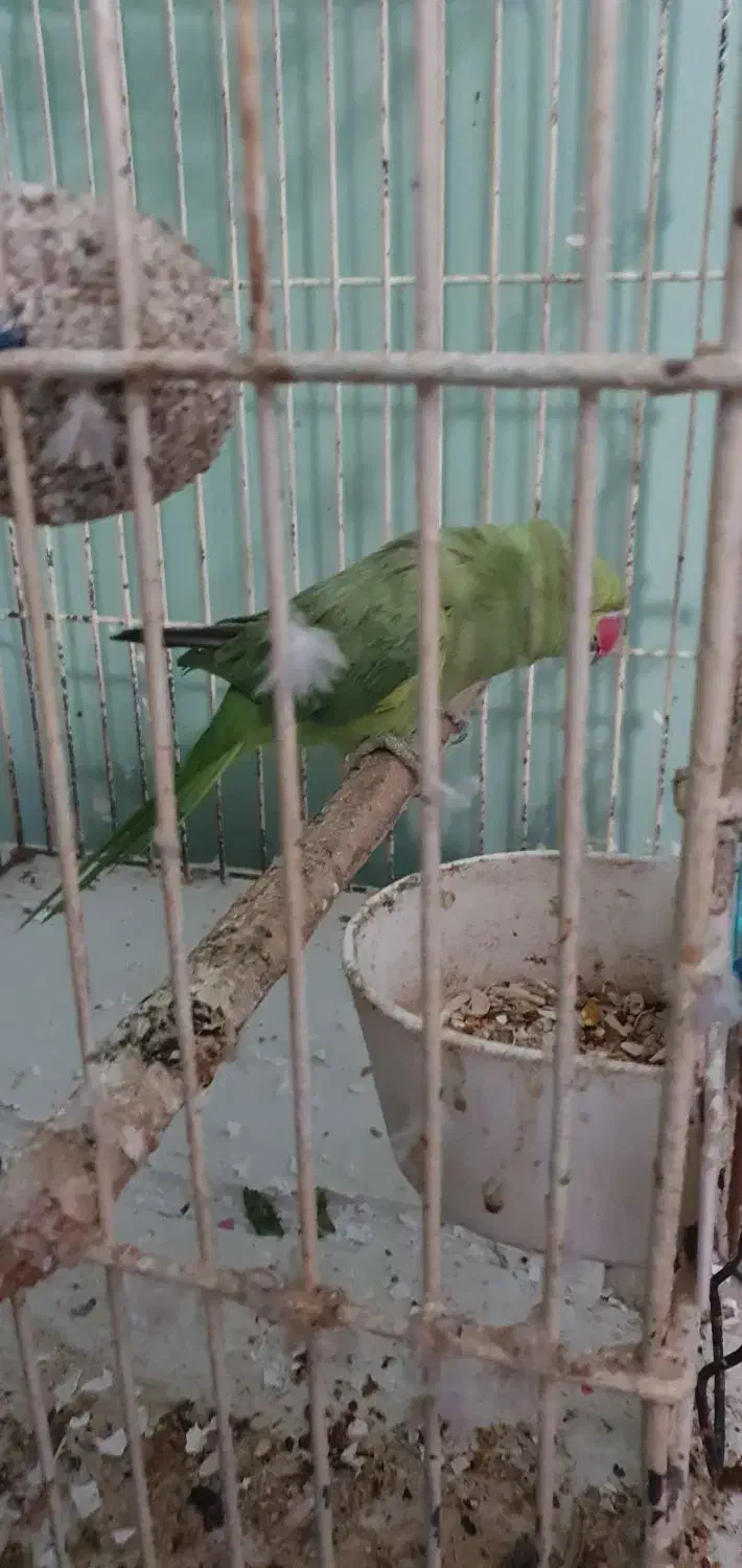 پرنده برافروش|پرنده|خرمشهر, |دیوار