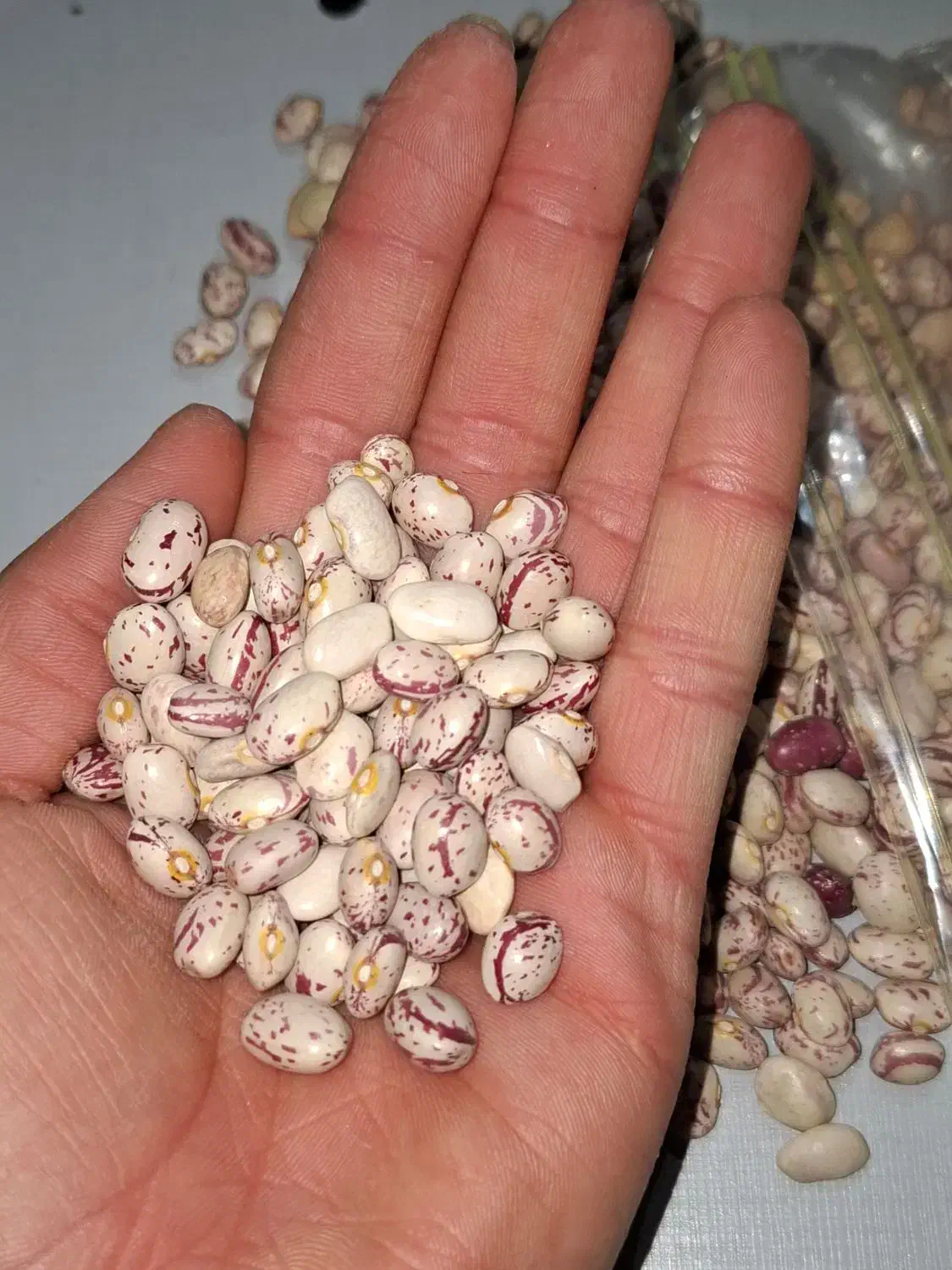 چیتی محلی درجه ۱|خوردنی و آشامیدنی|مرودشت, پشت سایپا‎|دیوار