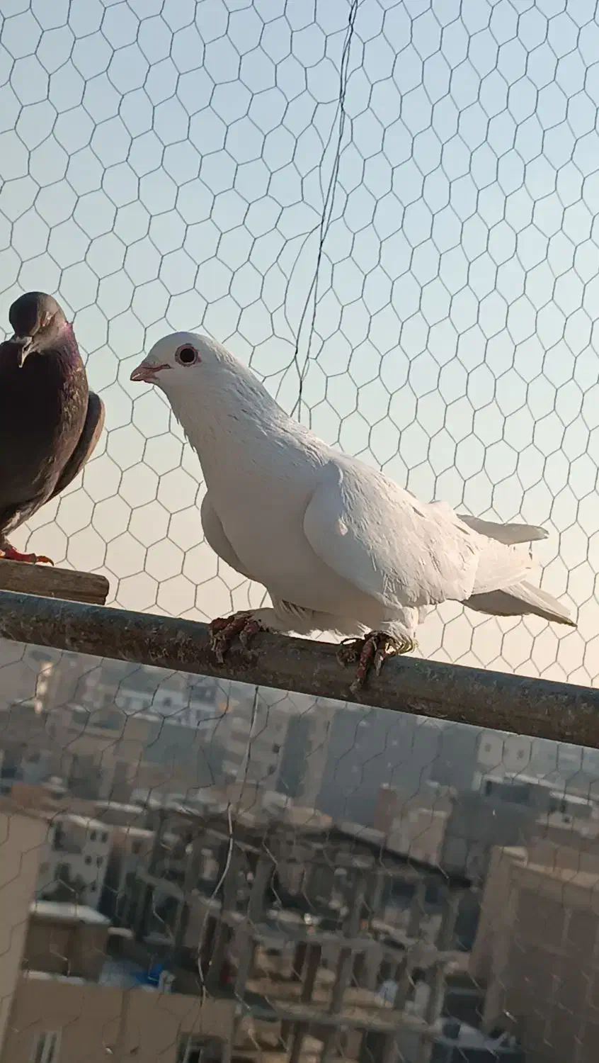 کفتر زینتی|پرنده|صباشهر, |دیوار