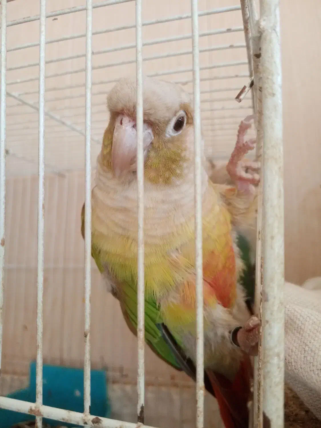 طوطی گرینچیک نر بالغ|پرنده|نجف‌آباد, امیرآباد|دیوار