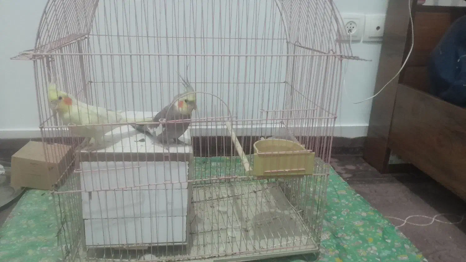 عروس هلندی سخنگو|پرنده|خمینی‌شهر, |دیوار