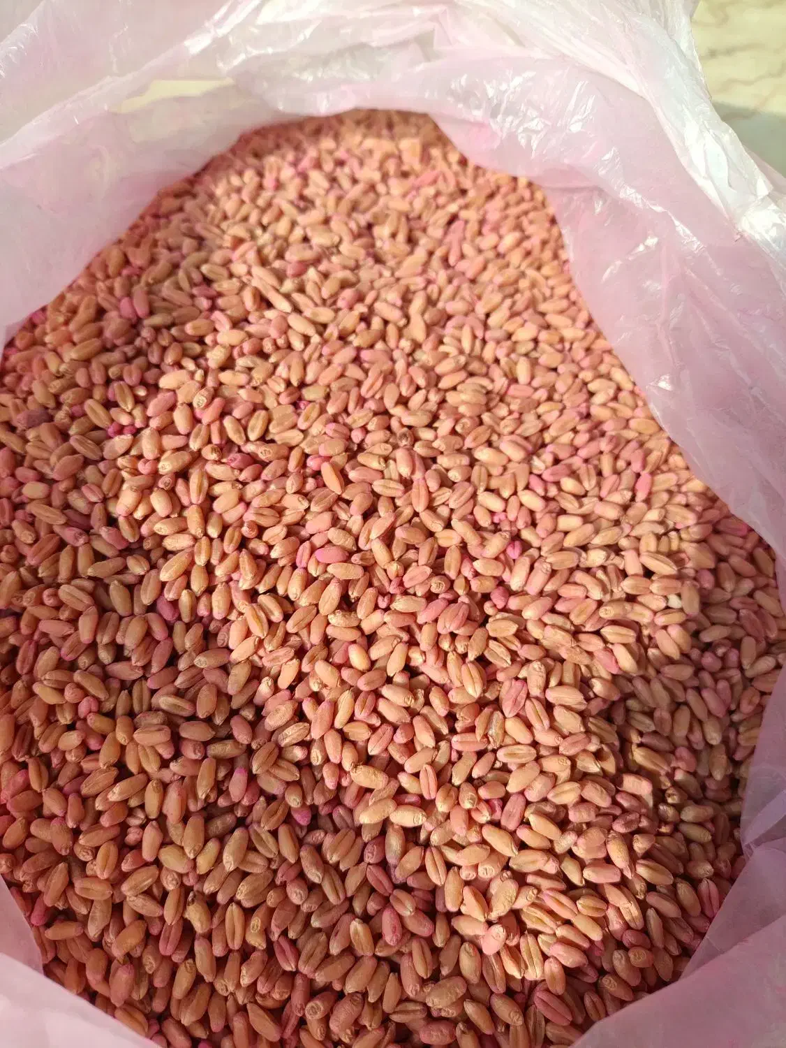 گندم اوبا برای کاشت زمین|گل و گیاه طبیعی|گنبد کاووس, |دیوار