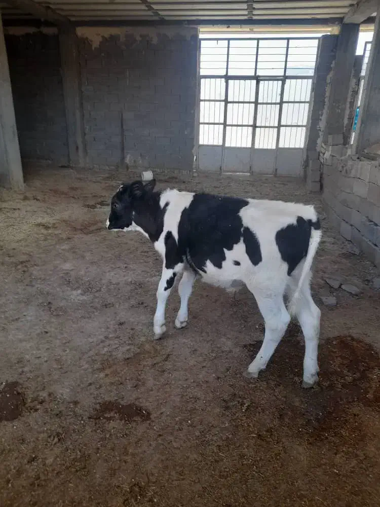 گوساله نر|حیوانات مزرعه|سیوان, |دیوار