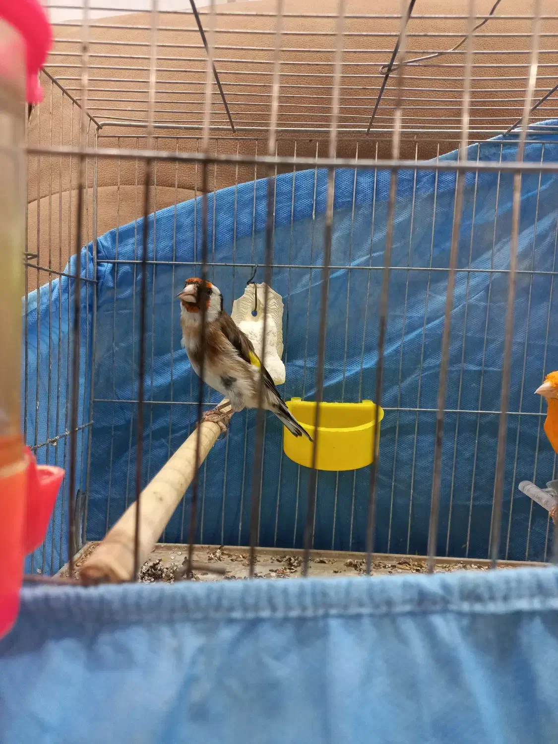 قناری و سهره نر|پرنده|قزوین, |دیوار