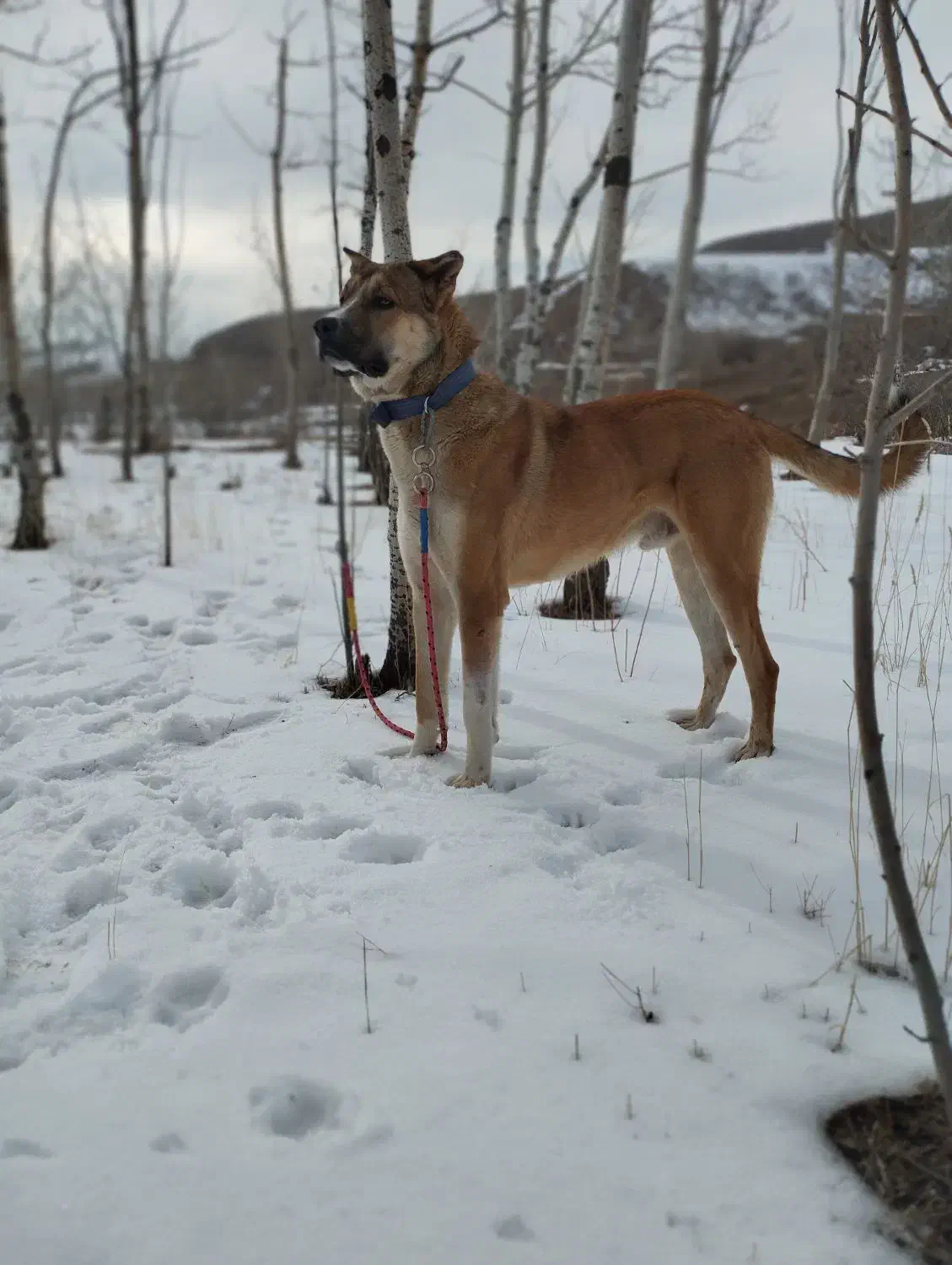 سگ سرابی|سگ|خواجه, |دیوار