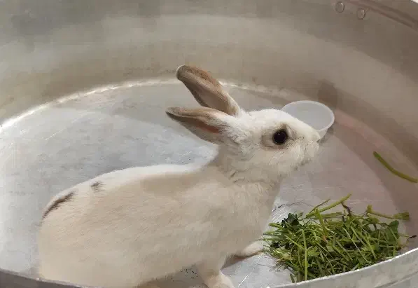 فروش خرگوش خانگی سفید کم‌یاب قیمت مناسب|موش و خرگوش|یزد, |دیوار