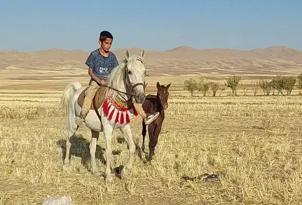 مادیون آبستن به همراه کره مادیون|اسب و تجهیزات اسب‌سواری|گلپایگان, |دیوار