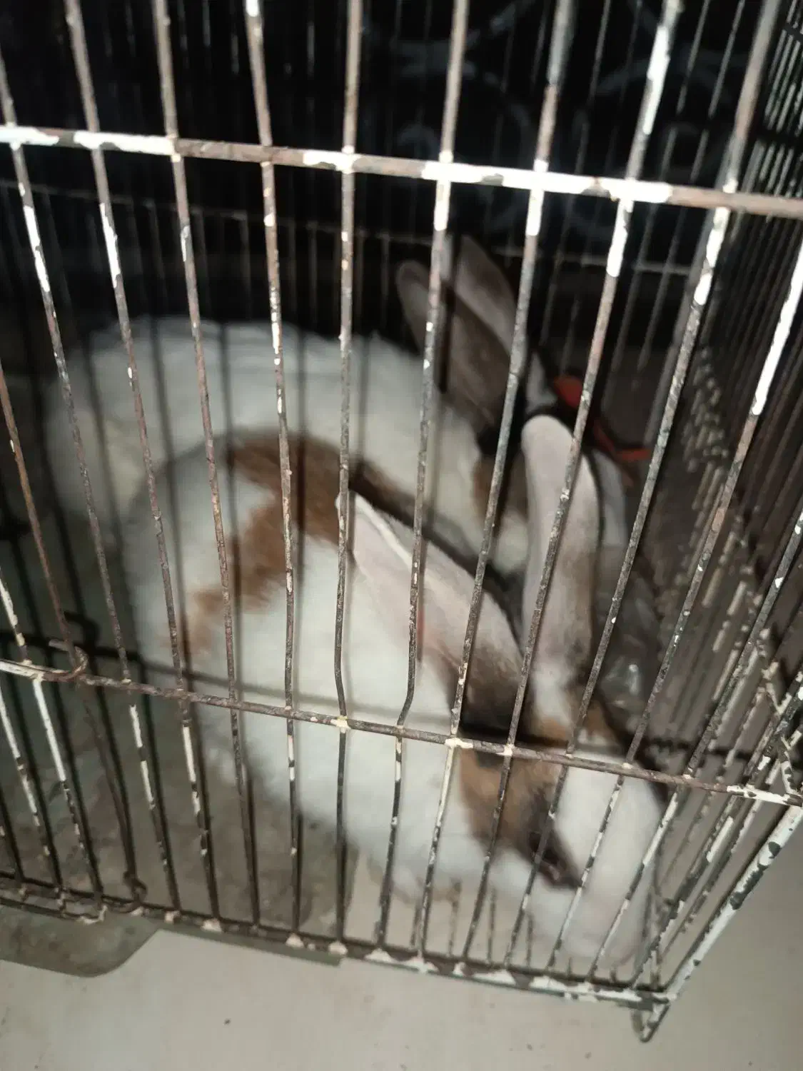 یک جفت خرگوش|موش و خرگوش|سراوان, |دیوار