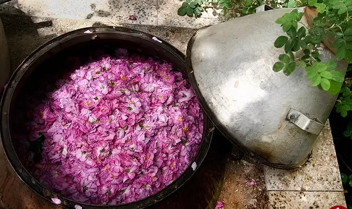 گلاب ناب کاشان|خوردنی و آشامیدنی|رشت, آب آسیاب|دیوار