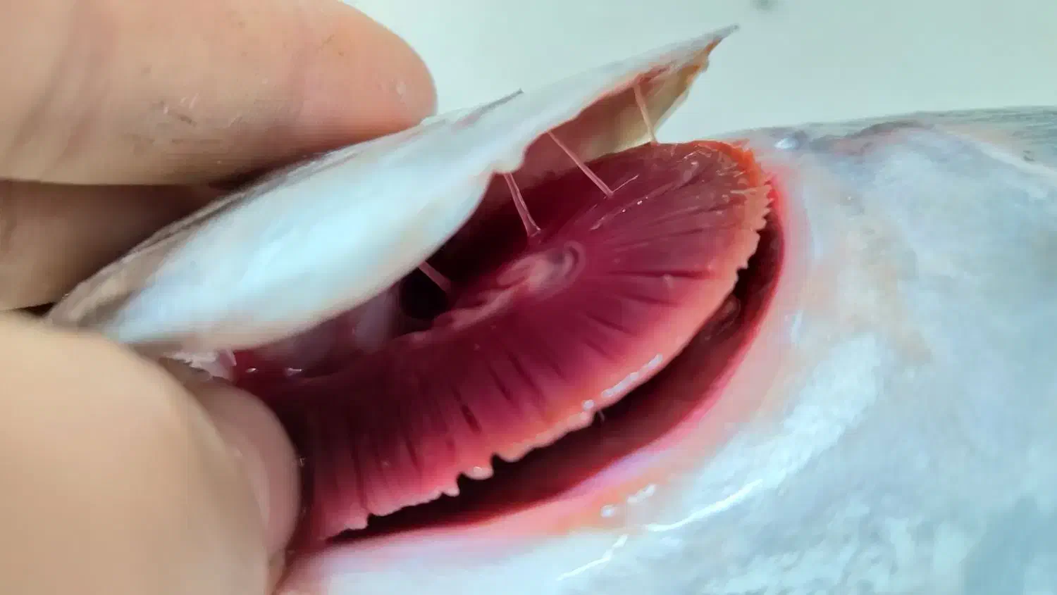 ماهی دریایی تازه|ماهی|کاشان, ملک آباد|دیوار