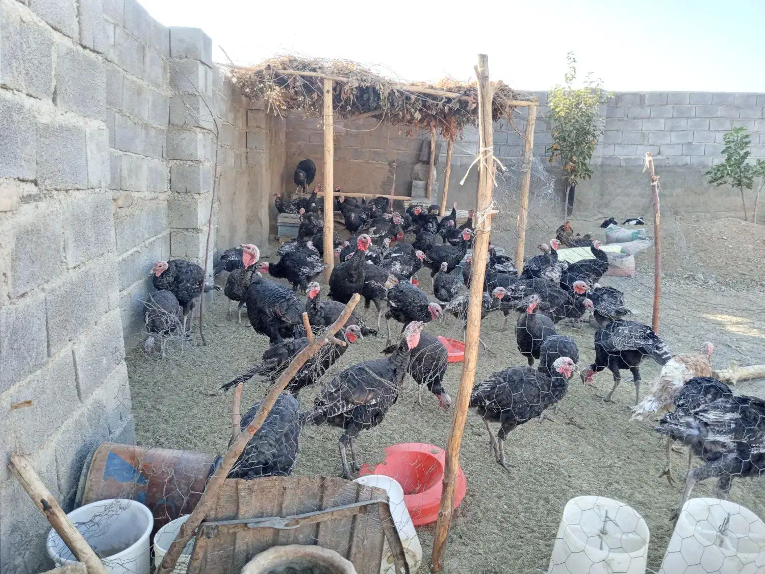 بوقلمون کردی|حیوانات مزرعه|بیلوار, |دیوار