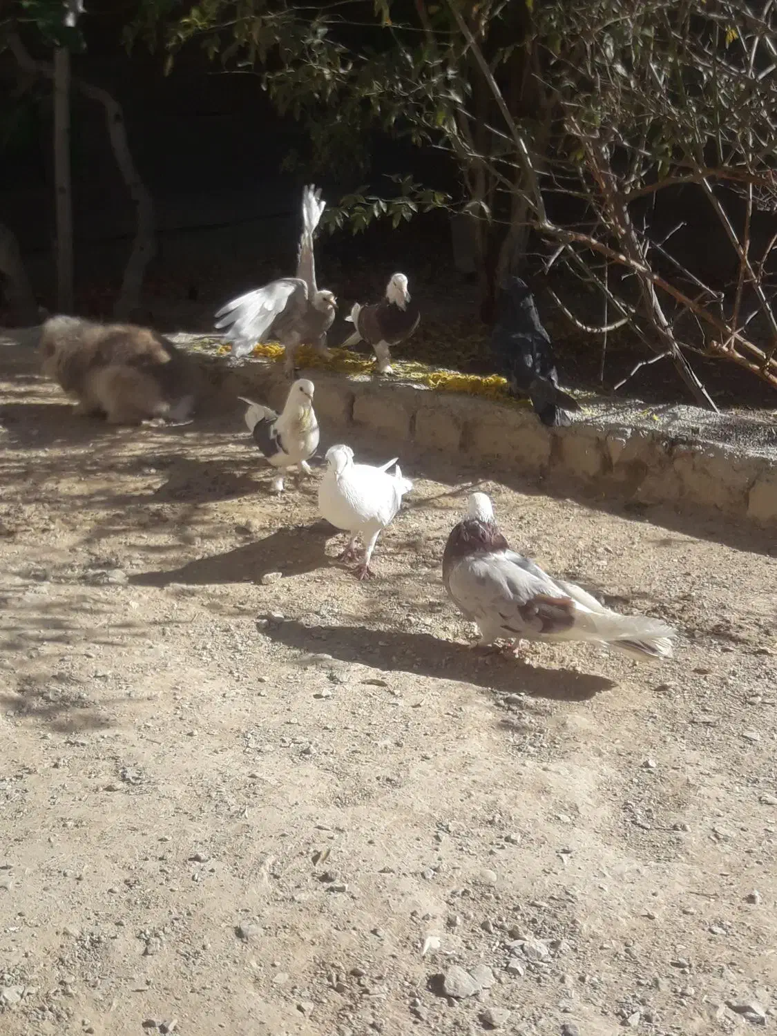 کبوتر و خرگوش|پرنده|زیباشهر, |دیوار