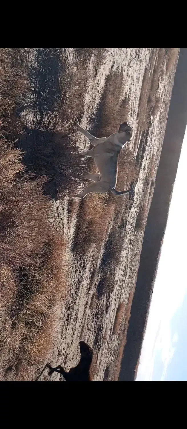 واگذاری سگ|سگ|میاندوآب, |دیوار