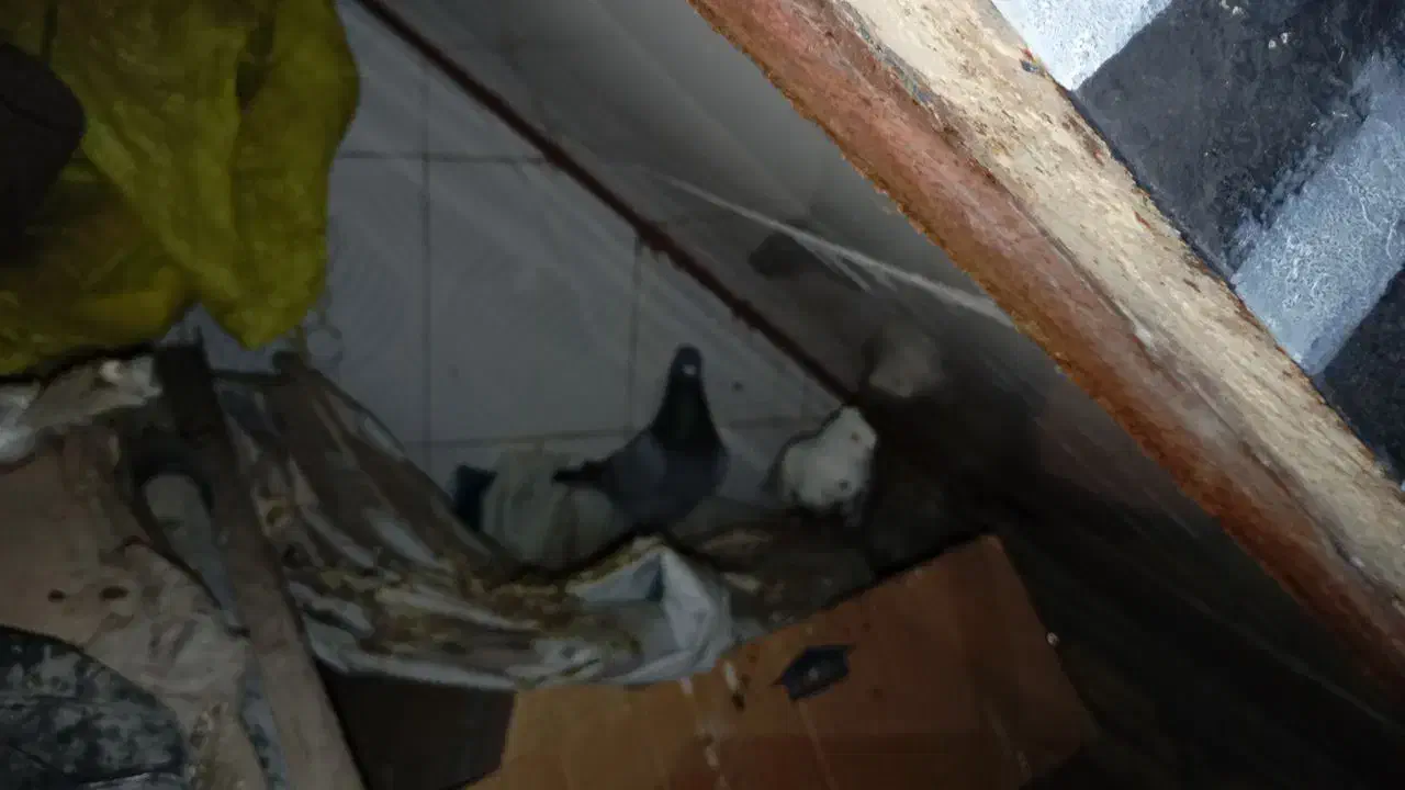 کبوتر|خزنده|اندیمشک, |دیوار