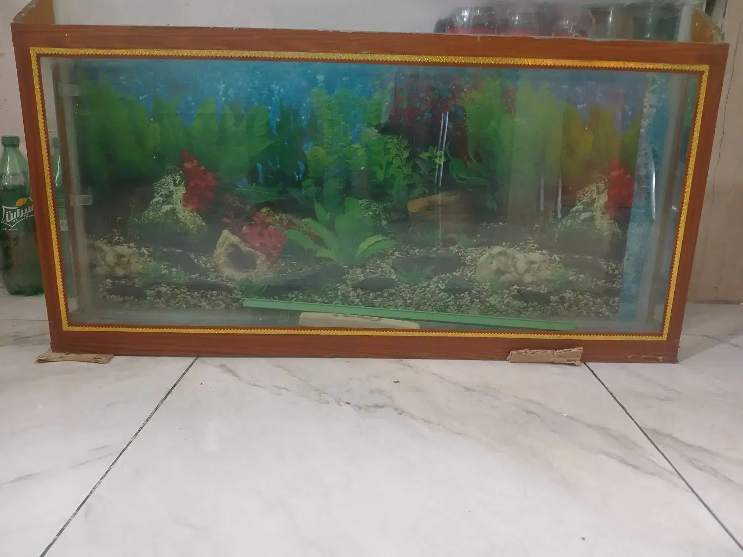 آکواریوم|ماهی|خرم‌آباد, |دیوار