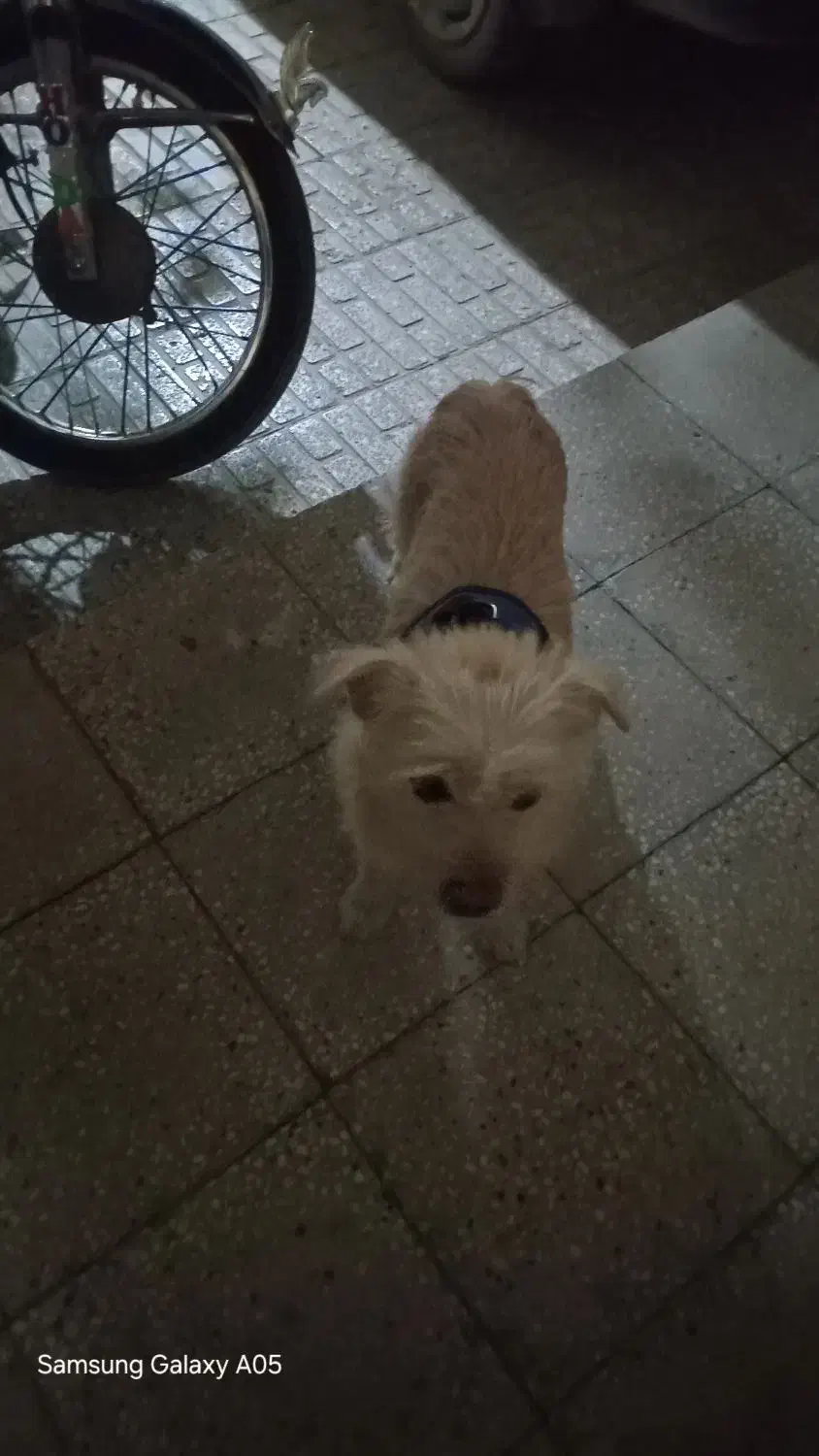 سگ پاکوتاه ماده|سگ|خمین, |دیوار