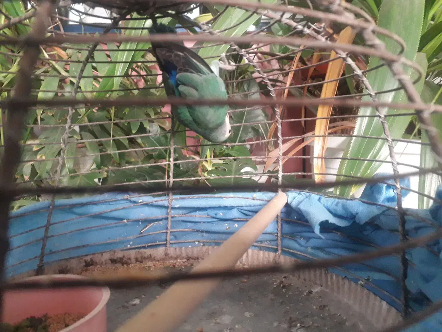 طوطی کوتوله برزیلی|پرنده|اصفهان, مسجد مصلی|دیوار